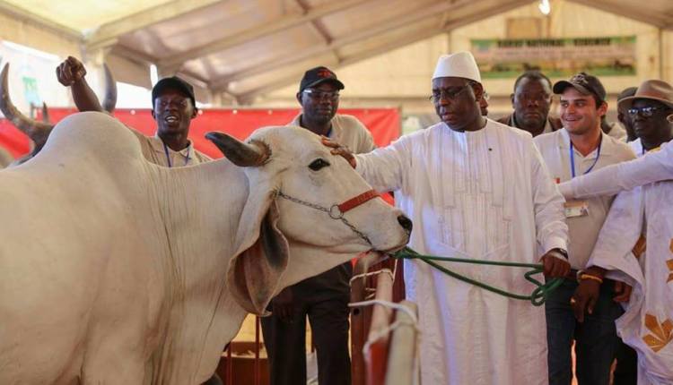 Journée de l’élevage : Macky Sall donne ses instructions