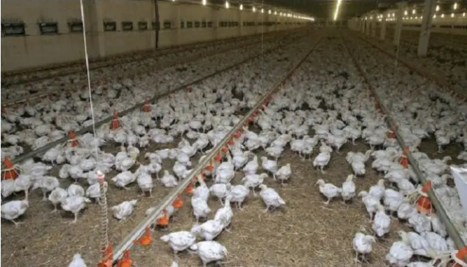 Korité 2023 : Pénurie éventuelle de poulets de chair sur le marché