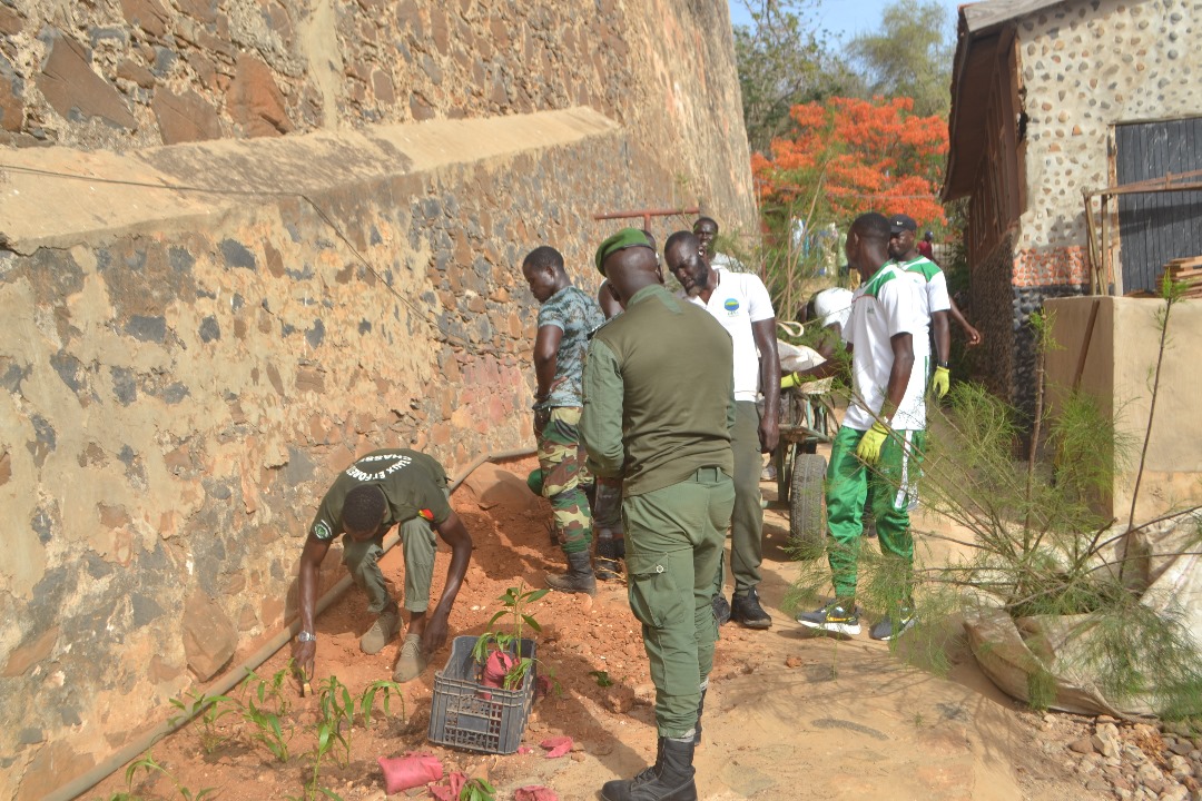 Île de Gorée : Un vendredi de reboisement pour embellir le nouveau sentier naturel du Castel   